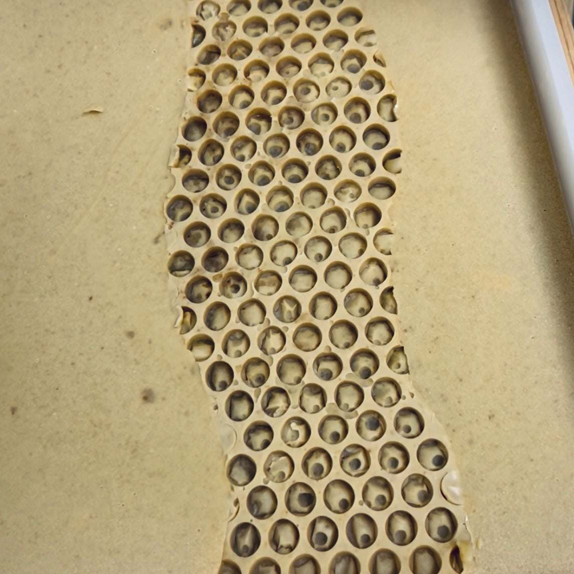 Honey & Goats Milk Soap - LIMITED RELEASE COMING JANUARY 🐝